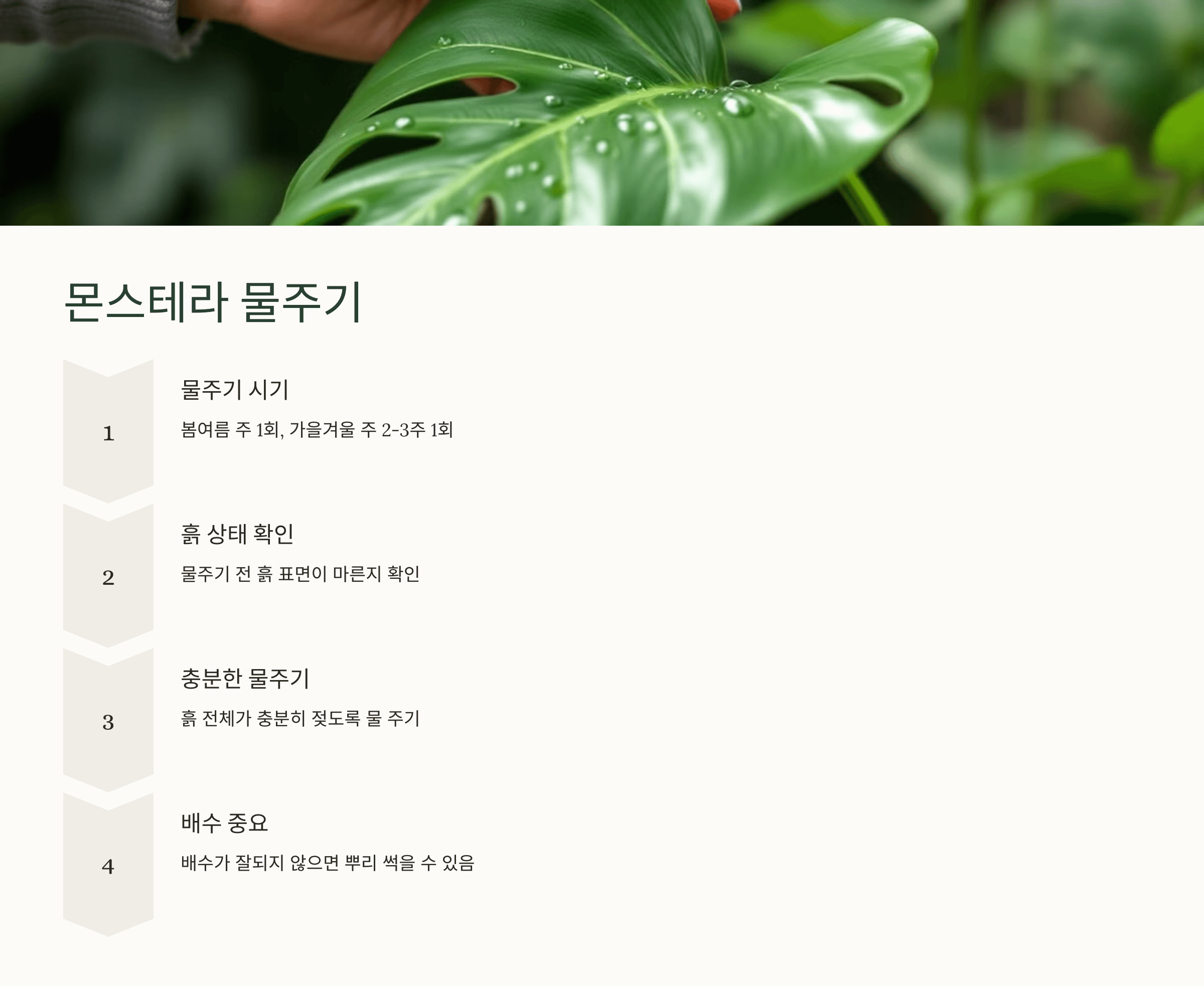 몬스테라와 관련된 사진입니다.