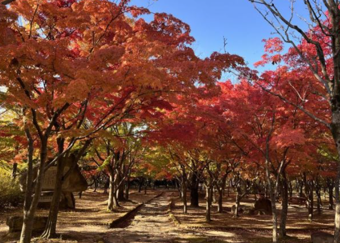 2025 팔공산 단풍 절정 시기 공개! 초보자도 즐기는 가을 등산코스 BEST