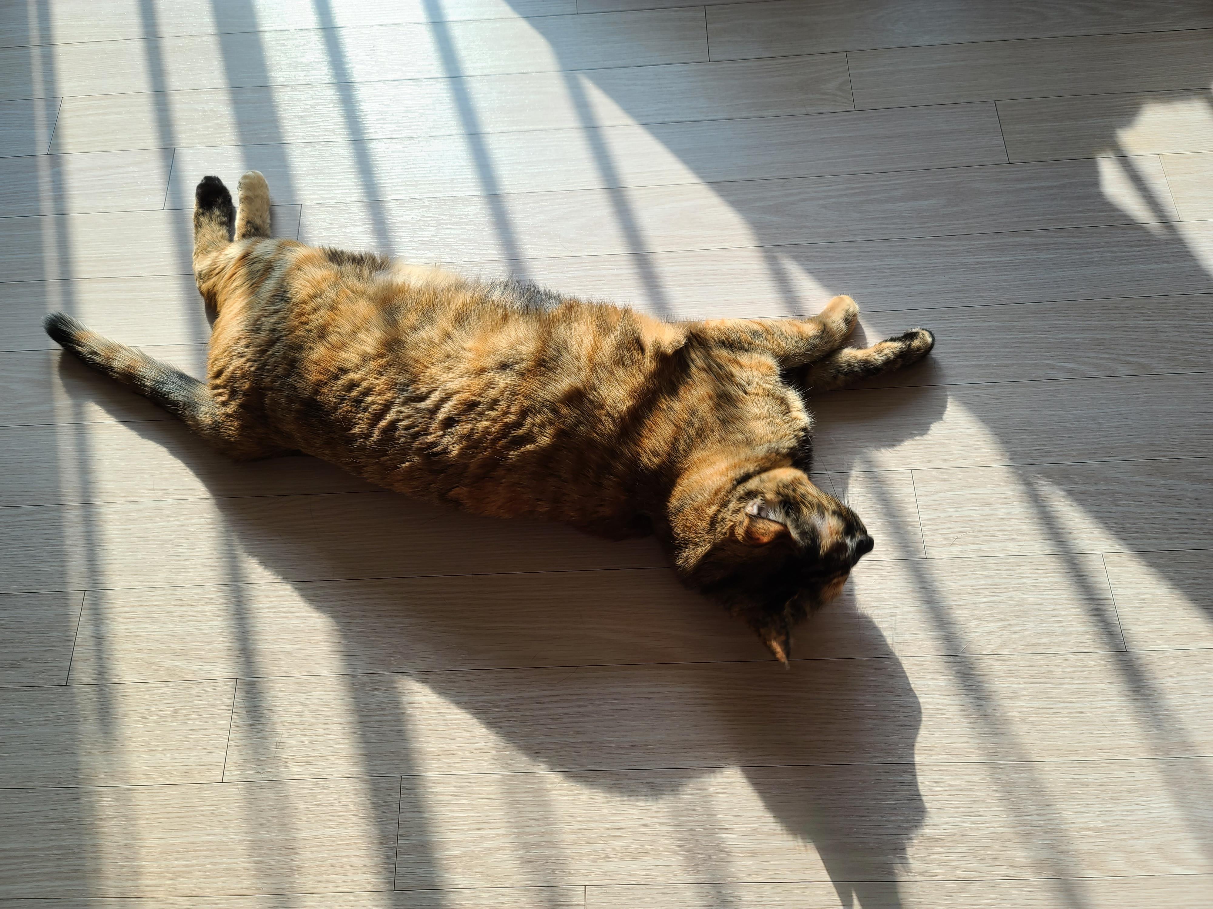 숨은고양이 찾기