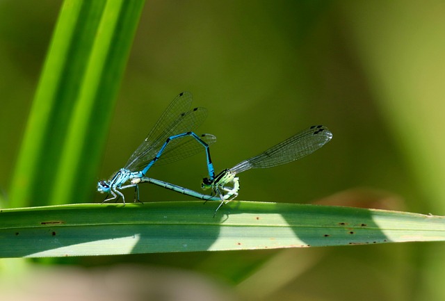 특이한 짝짓기 방식을 가진 희귀 동물