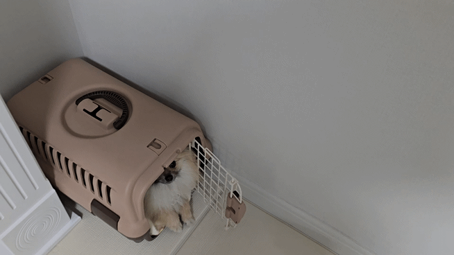 켄넬에 앉아서 간식을 받아 먹는 강아지