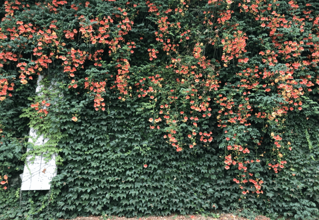 서울 뚝섬 한강공원 능소화꽃3