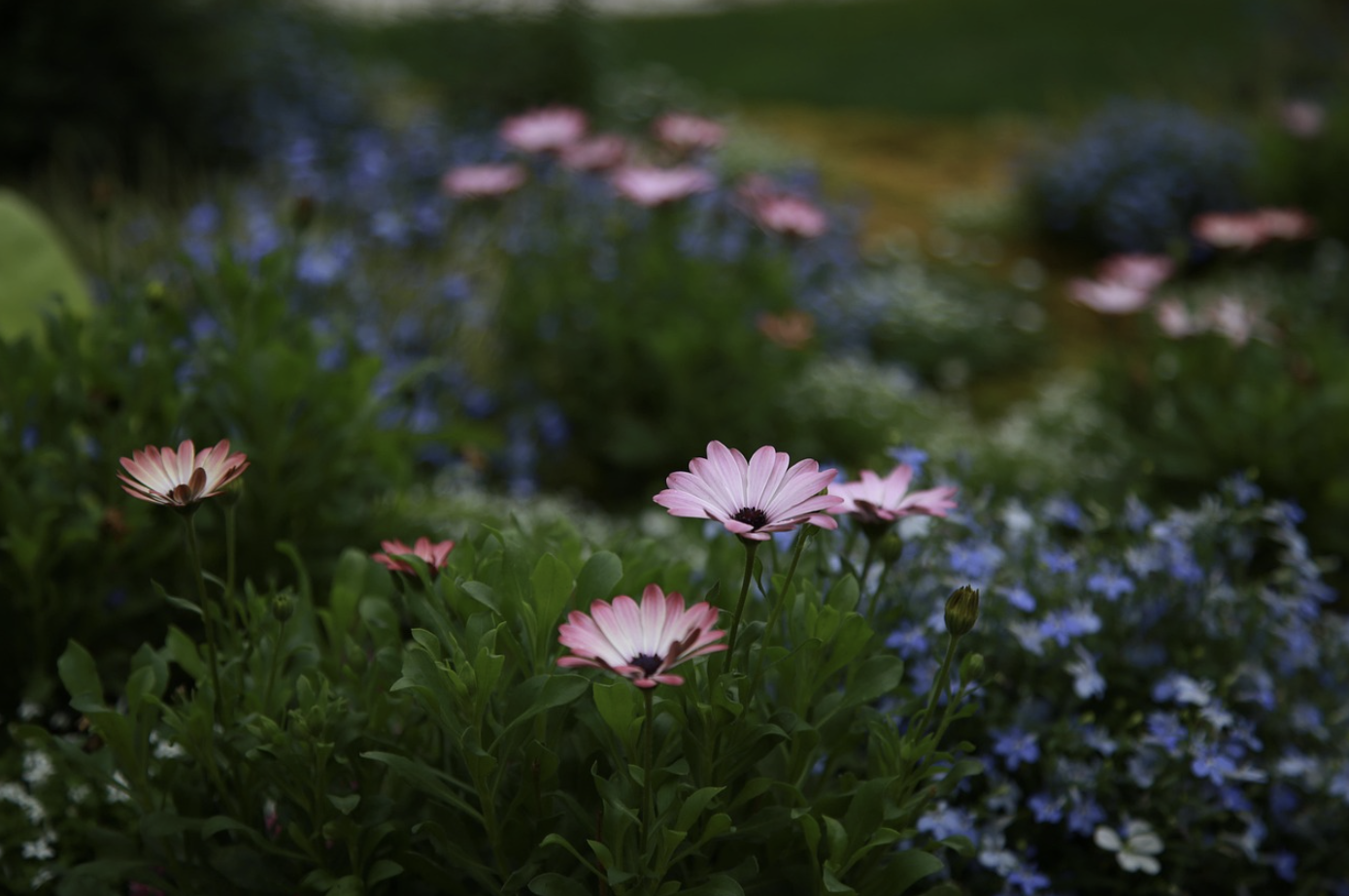 피나클랜드 불꽃축제