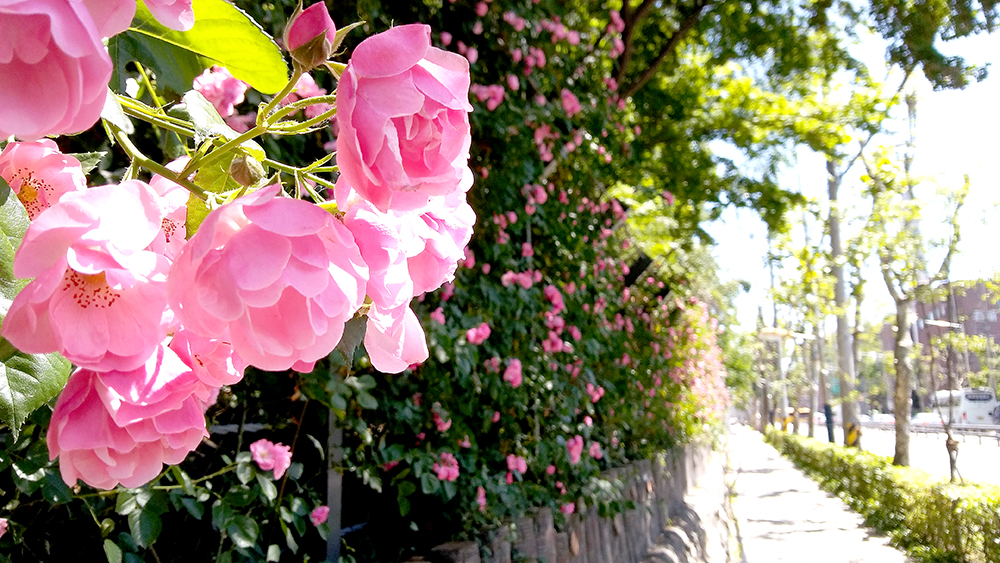 서대문보건소 앞 장미와 홍제천의 기러기