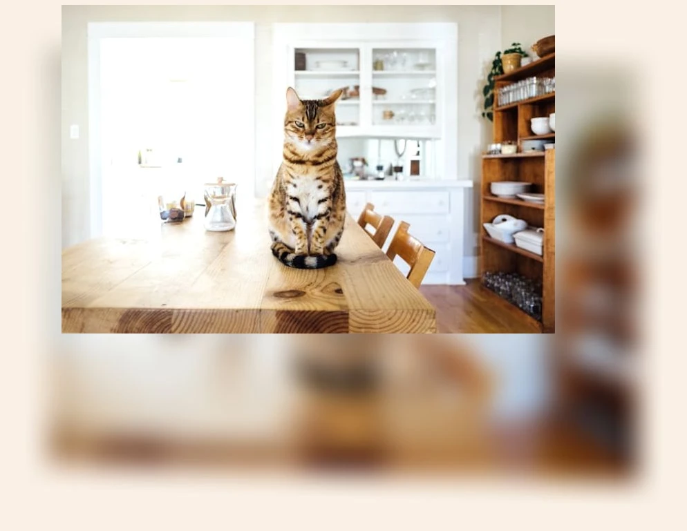 고양이 의사소통_1_subsection