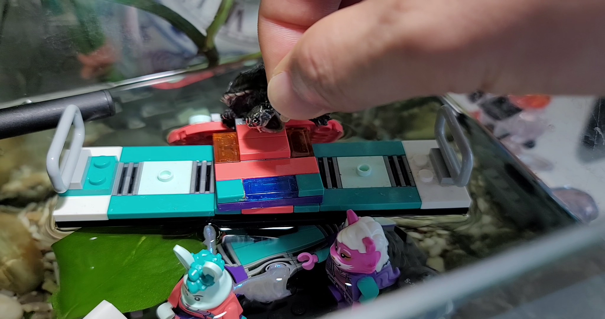 커먼머스크터틀 먹이 주는 모습