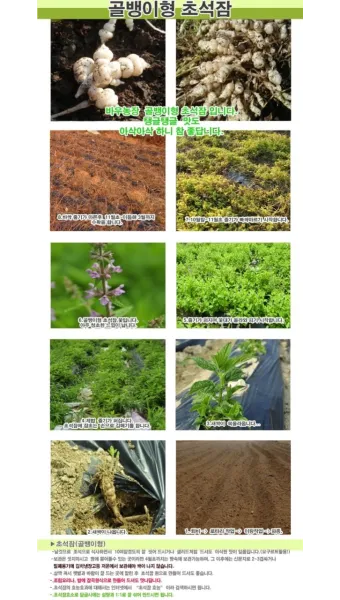 초석잠 재배 씨눈 맞추기 보온 피복 수확 정리_10