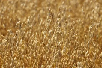 귀리 재배 봄 파종 배수 관리 비료량 조절_5