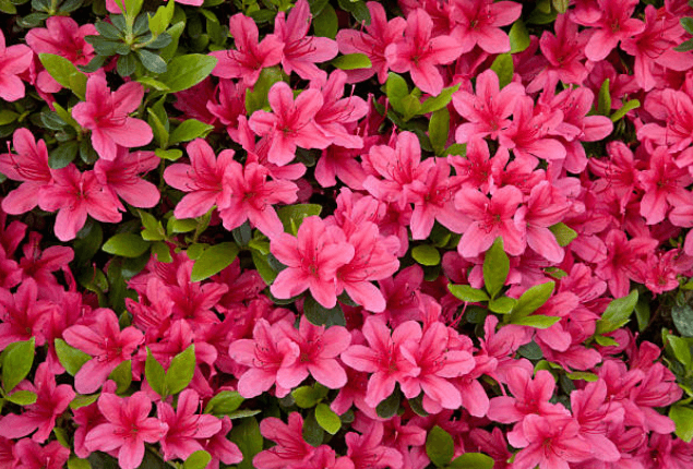 봄에 피는 꽃 순서