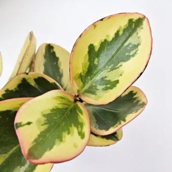 페페로미아 키우기 물주기 분갈이 빛관리 작고 예쁜 실내식물_11