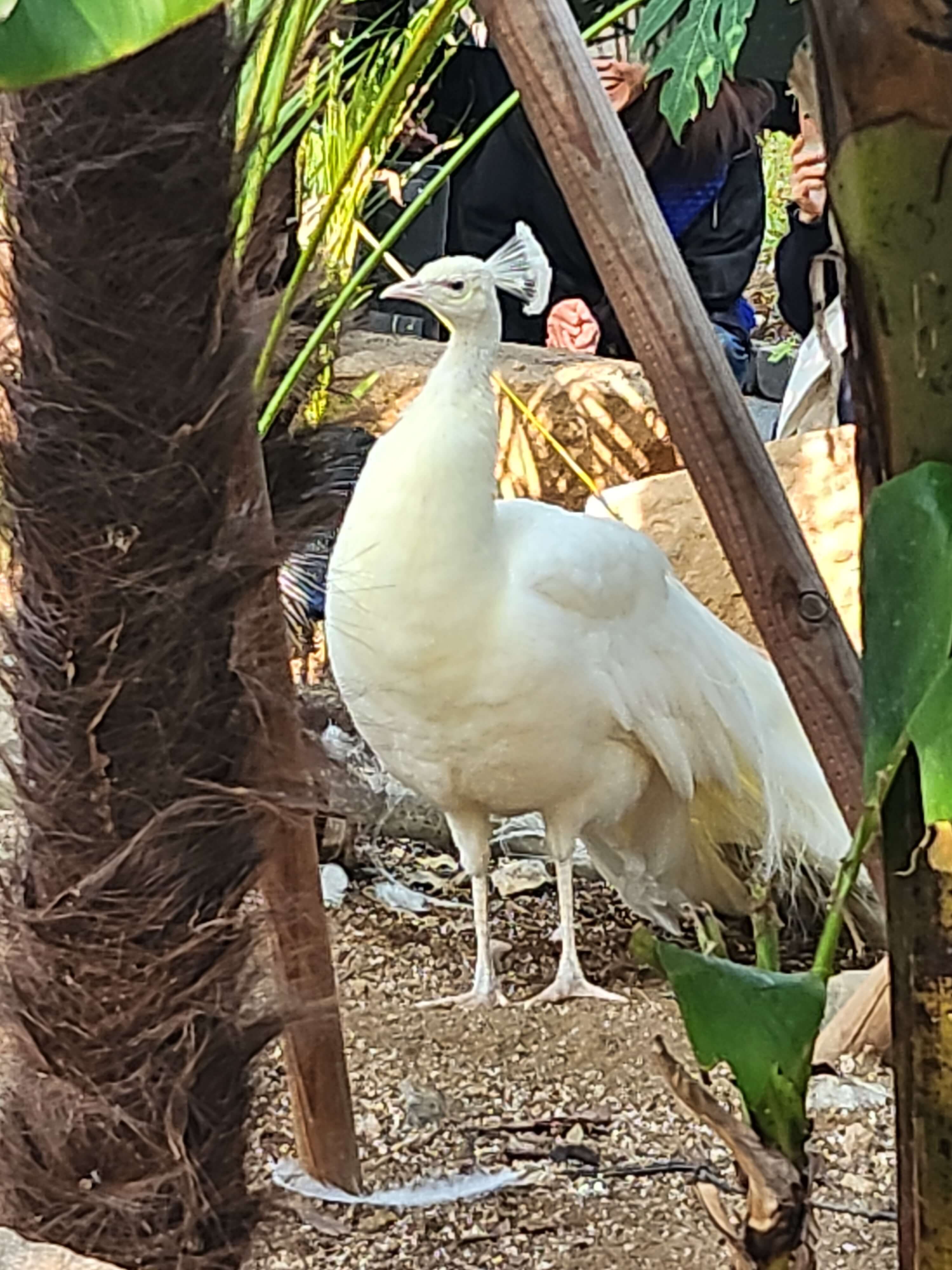 가평 베고니아 정원