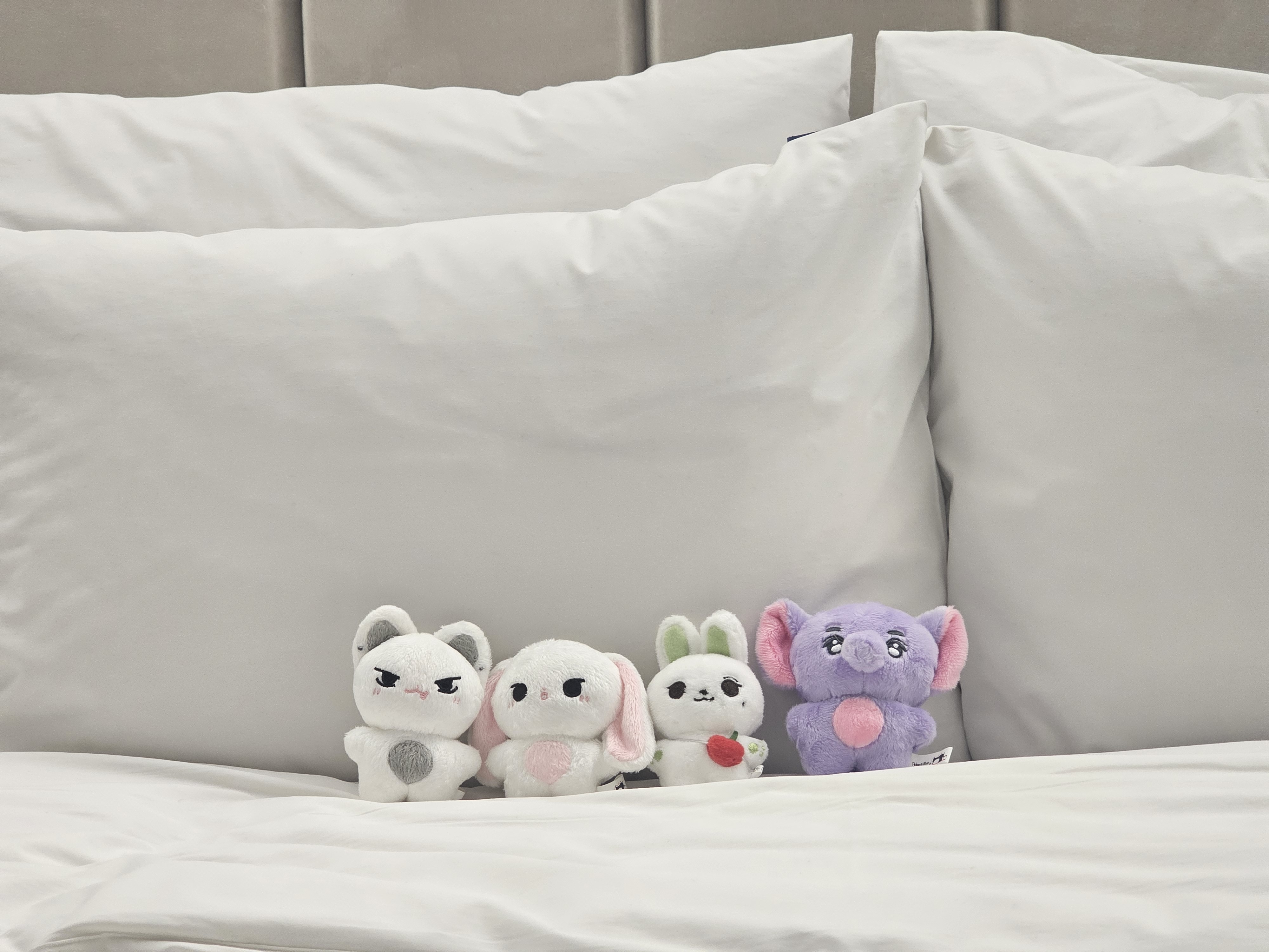 울뚜 요삐 체리뽀 동뿌가 반겨주는 우리 숙소