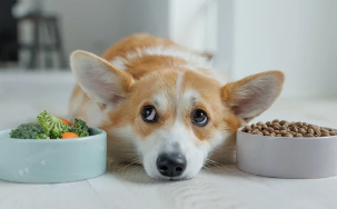 강아지/출처:어도비스톡