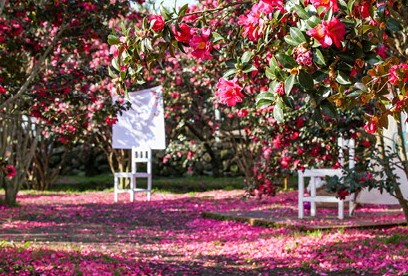 휴애리 동백축제