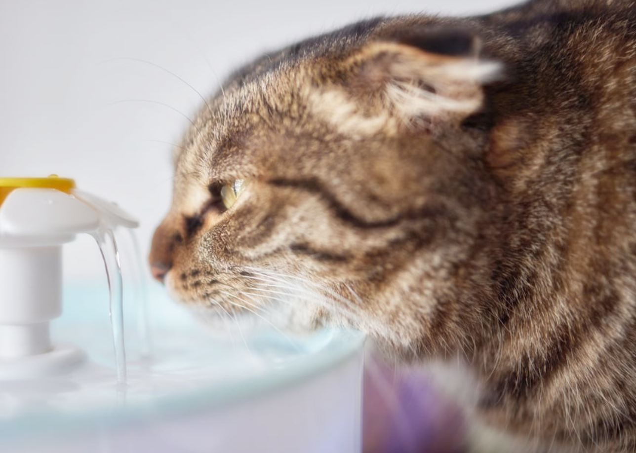 고양이가 충분히 수분을 섭취하도록 돕는 5가지 방법