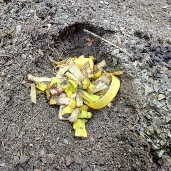 바나나 껍질 비료 활용 희석사용시기 냄새방지 천연영양 가이드_4