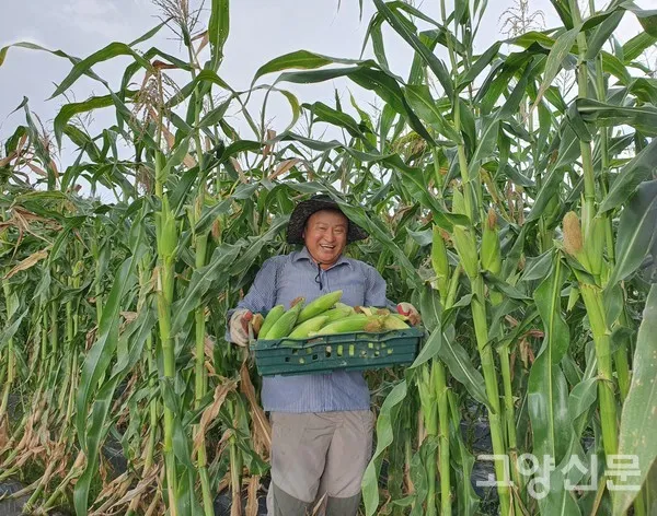옥수수 재배 수분 수정 바람 피해 예방 거름 주기_7