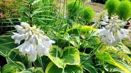 옥잠화-꽃-피는시기-개화시기-꽃말-종류-효능-먹는법