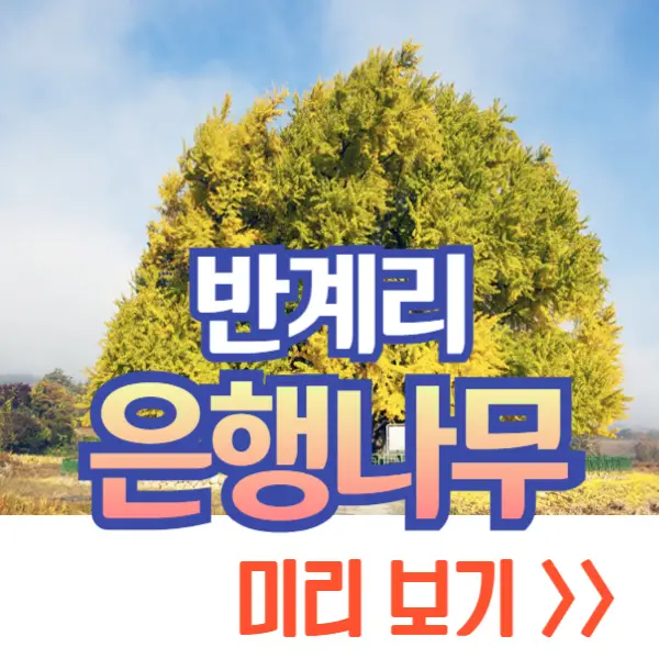 반계리 은행나무