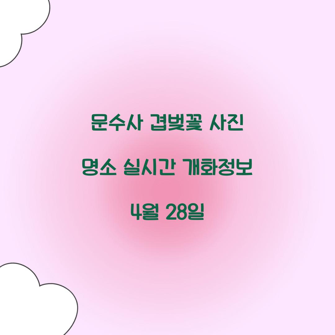 문수사 겹벚꽃 사진 명소