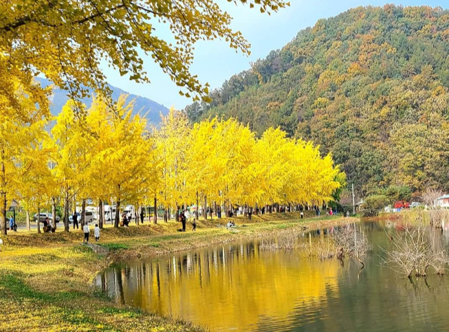 양곡은행나무 축제