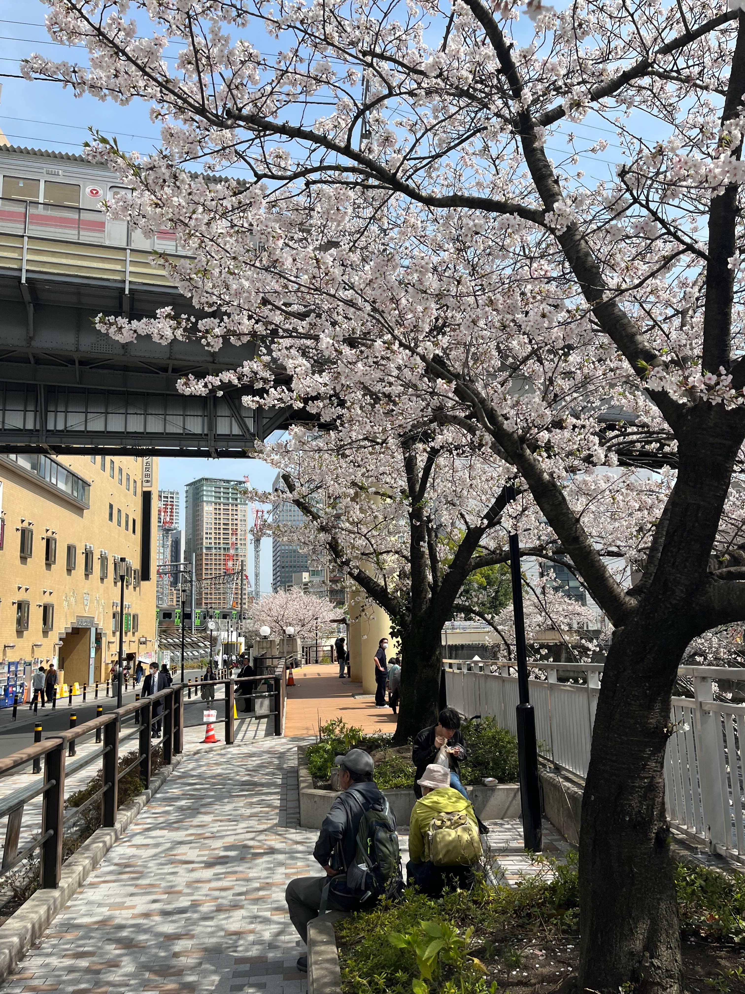 메구로강 벚꽃 산책