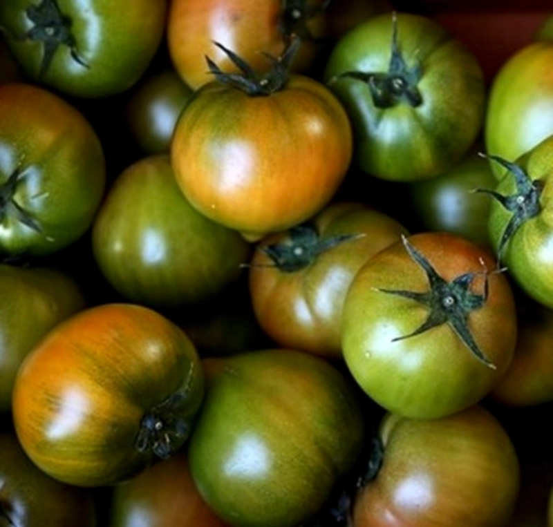 대저 토마토 짭잘이 토마토 품종 및 키우기 효능 먹는법