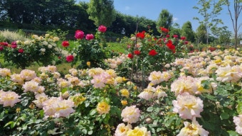 안양천 장미정원