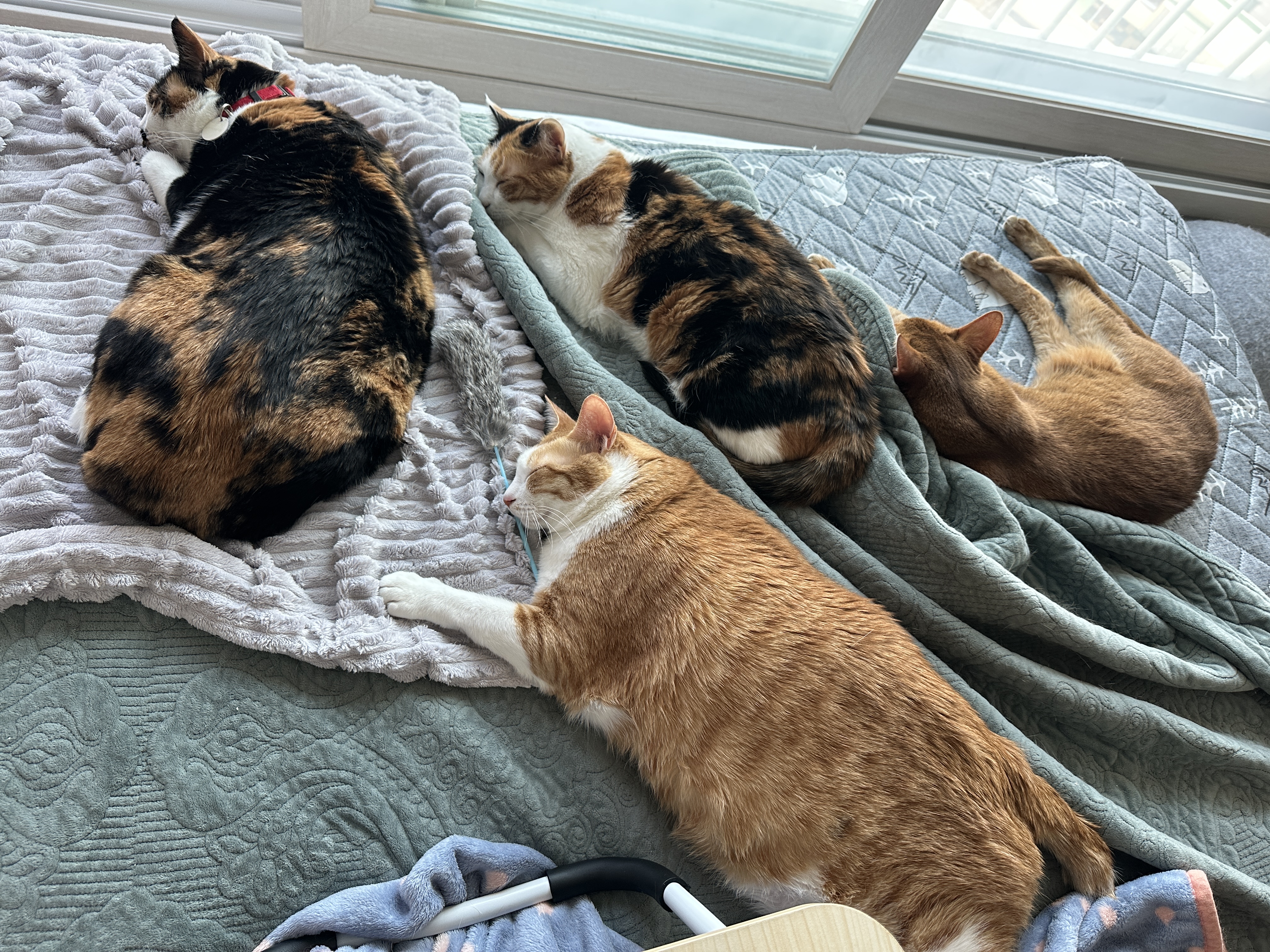 엄마집사가 침대 위에서 작업하면 아홉냥이들은..