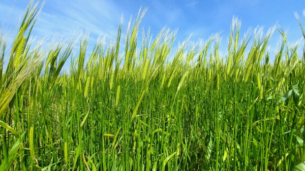 가파도 청보리 축제