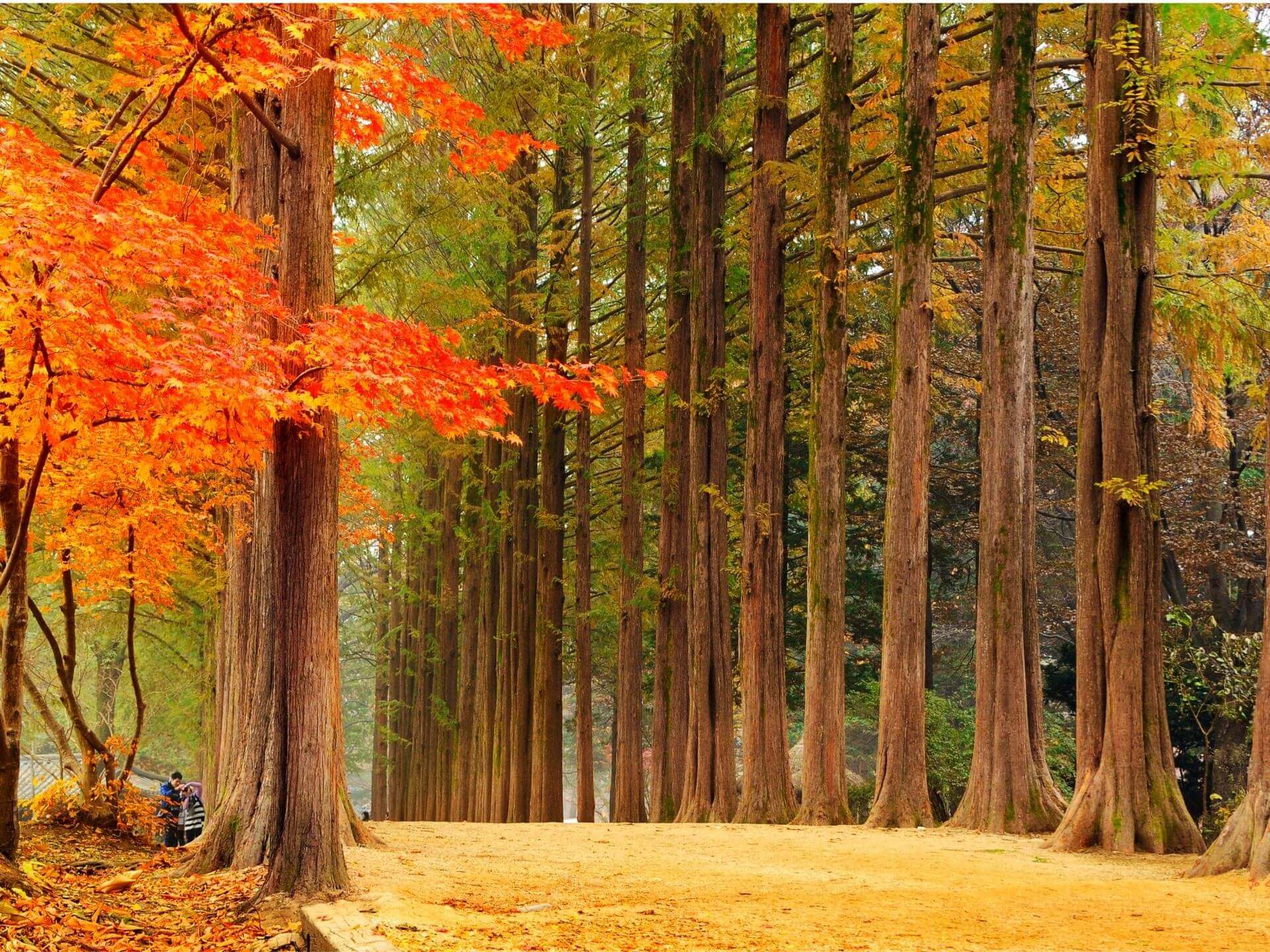 남이섬-단풍-사진