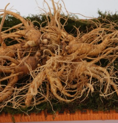 홍삼 효능 부작용