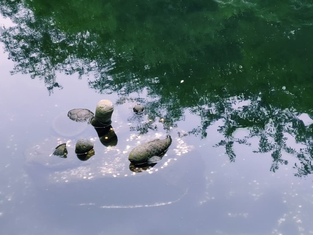 거북이 동전던지기