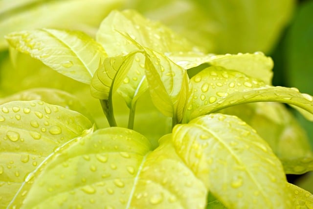 가정에서 실천할 수 있는 친환경 빗물 재활용