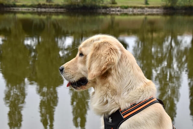 반려동물 등록 후 이사할 경우