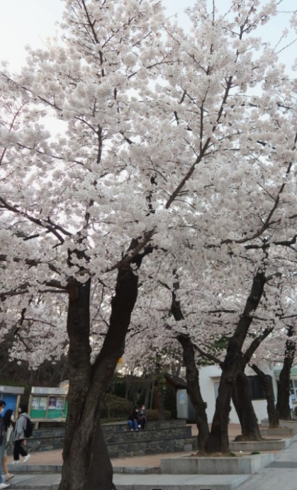 경기도 봄꽃명소