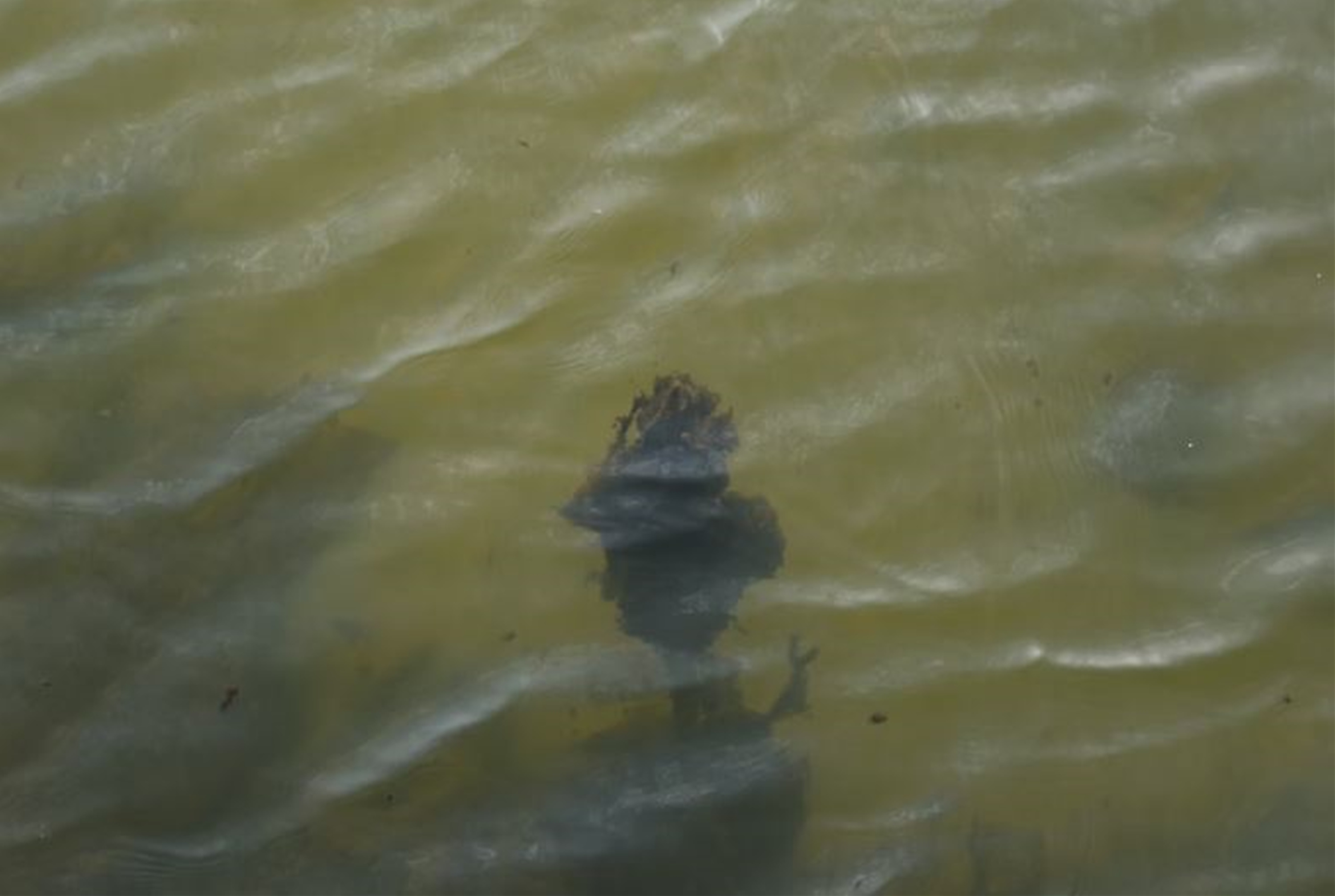 더러운 물 사진