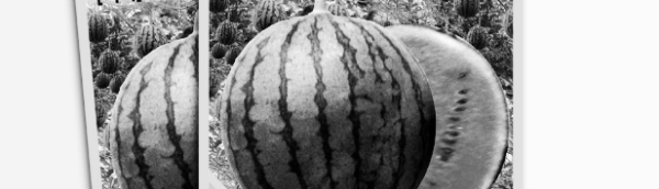 수박 고르는 방법: 짙은 초록색