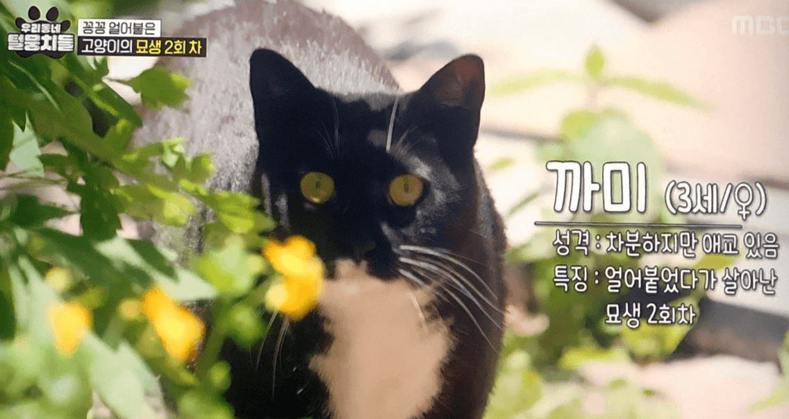 얼었다 깨어난 제2 묘생 까미