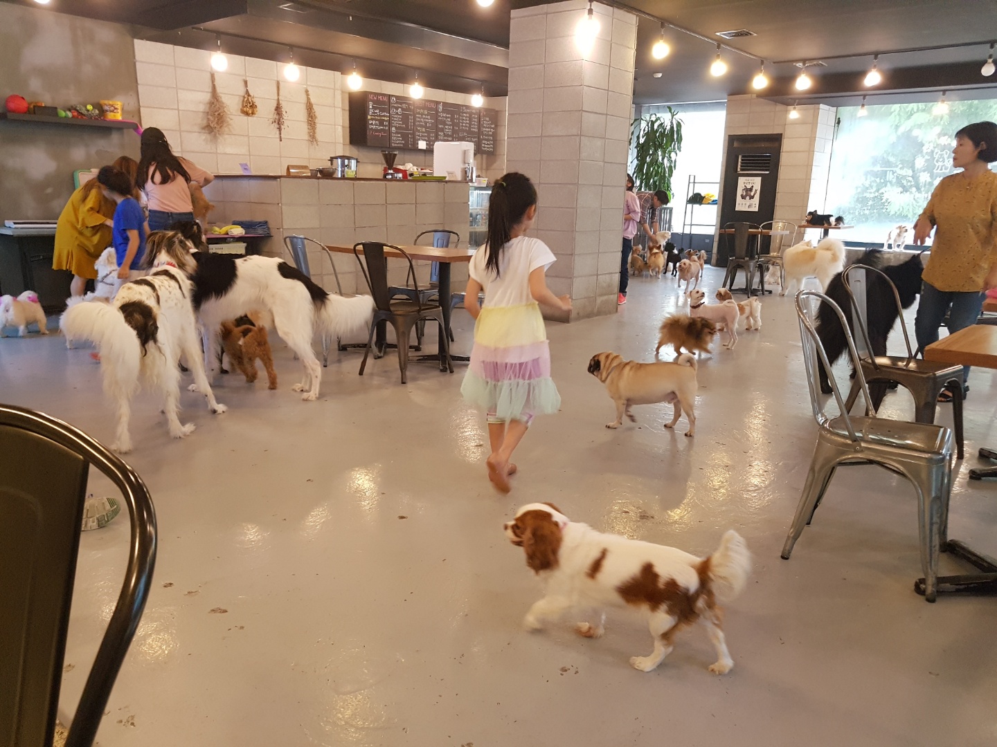 애견카페