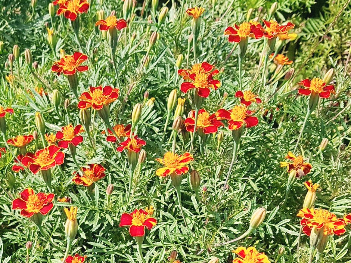 프렌치메리골드를 선택하고서야 알게 된 함정|꽃이 예뻐도 결과가 갈린 이유