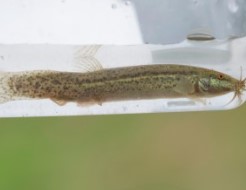 미꾸라지 꿈해몽