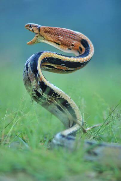 코브라가 공격하는 모습