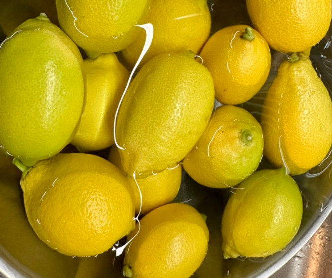 6시내고향 장성 레몬