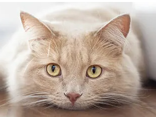 고양이 심근증