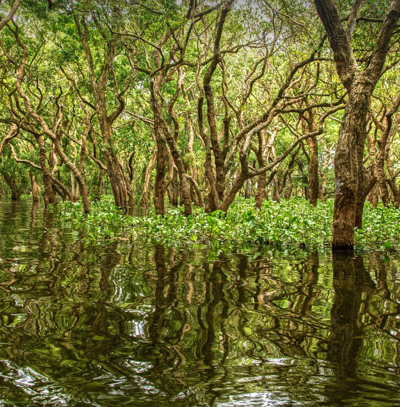 맹그로브 나무의 모습