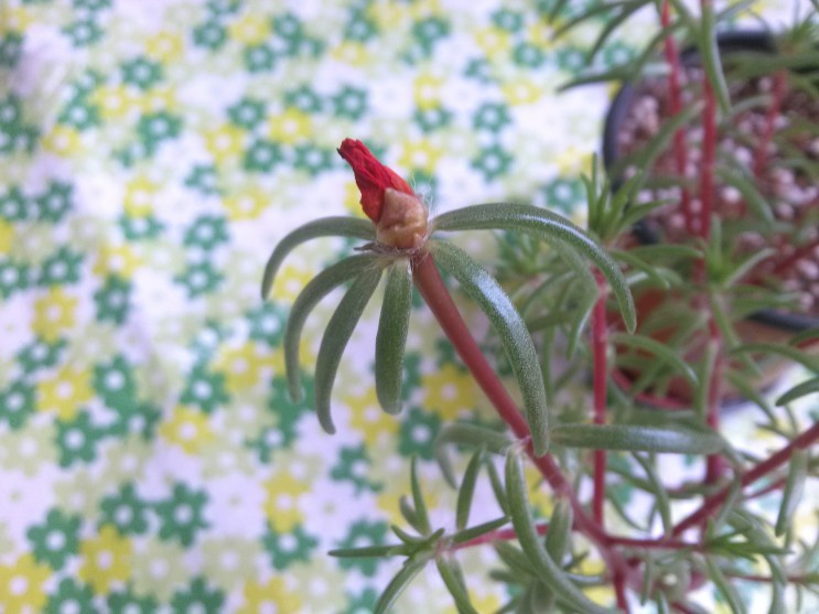 시든 채송화 꽃