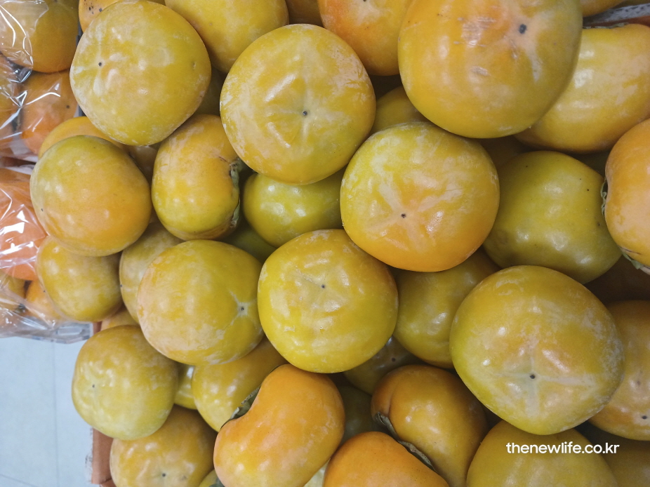 여러 개의 단감이 겹쳐 놓인 모습으로 단감의 크기와 건강 효능의 신선도를 보여주는 실사 사진