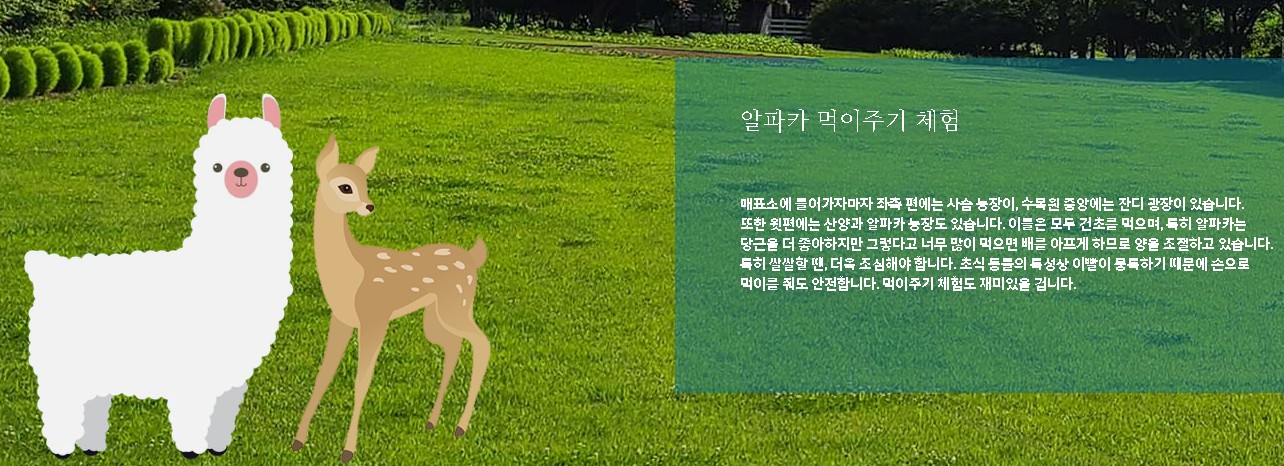 알파카 먹이주기 체험 안내