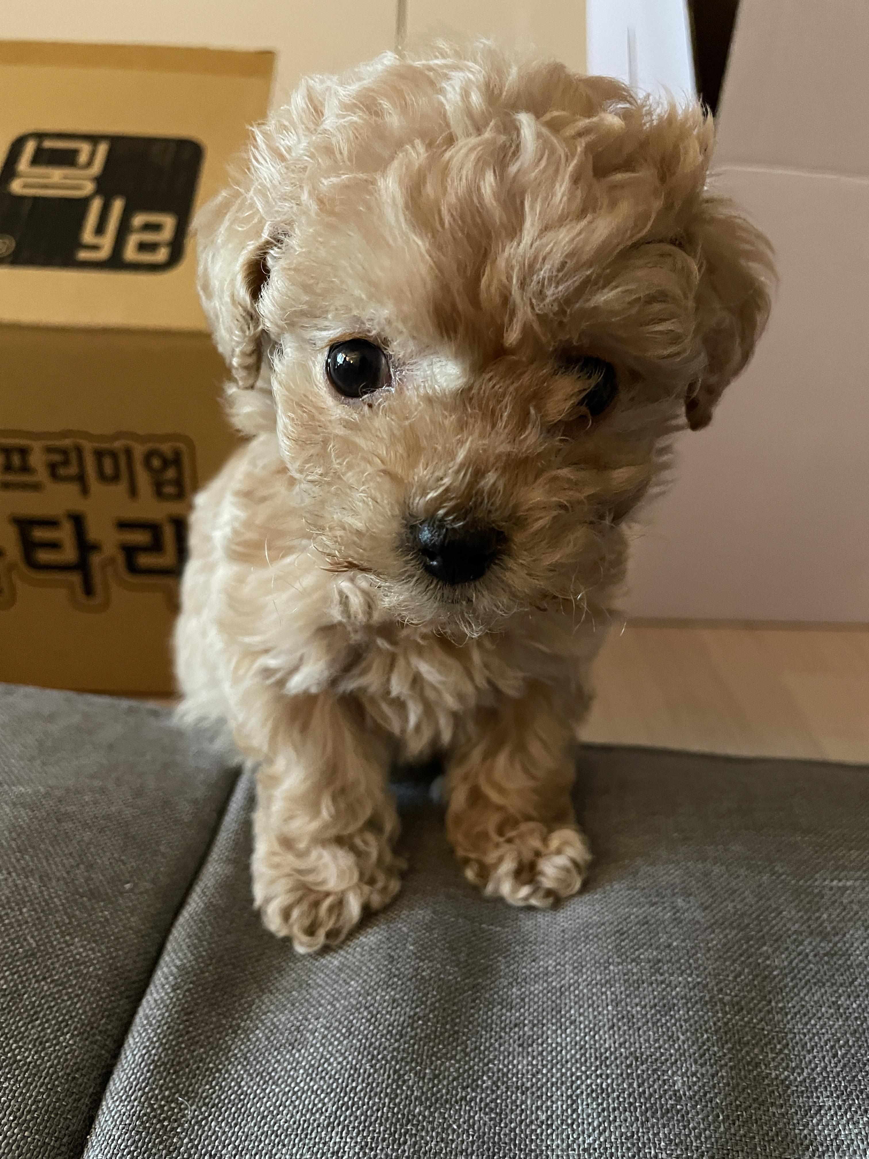 토이푸들 호두